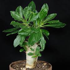 Image result for Pachypodium saundersii
