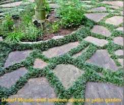 Dwarf Mondo Grass