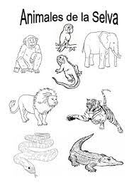Resultado De Imagen Para Animales De La Selva Peruana Para Colorear Animales De La Selva Imagenes De La Selva Selva
