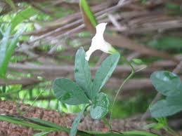 Image result for Merremia quinquefolia