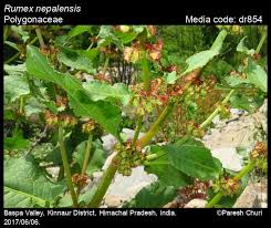 Image result for Rumex nepalensis