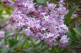 Some lilac bushes respond to transplanting by not blooming the following spring; Lilac Bush Plant Care Growing Guide