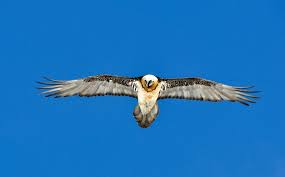 Diese abszesse stammten von angriffen des adlers. Bartgeier Am Gemmipass Foto Bild Tiere Wildlife Wild Lebende Vogel Bilder Auf Fotocommunity
