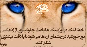 اطلاعاتی در مورد یوز پلنگ