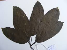 Image result for Astropanax barteri