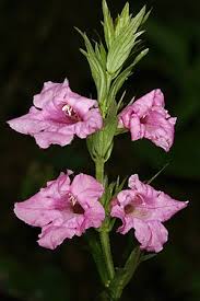 Image result for Graderia