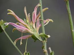 Image result for Anisotes