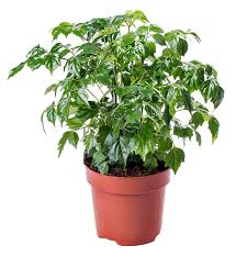 Maybe you would like to learn more about one of these? Radermachera Sinica Radermachera Sinica Evanthia