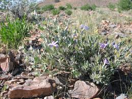 Image result for Barleria rigida