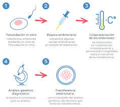 En un ciclo de diagnóstico genético preimplantacional el objetivo es transferir embriones sanos. Diagnostico Genetico Preimplantacional Dgp Fertyplace Lindavista