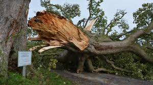En plus du tri par défaut, il est possible de trier par prix croissants, prix décroissants, surface croissante, surface décroissante, nombre de pièces croissant, nombre de pièces décroissant et nouveautés. Unique Arbre Remarquable Du Secteur L Arbre Rond De Beugin N Est Plus