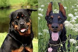 Because a mix can take on any combination of traits from one of both of the parent breeds, you want to make sure you talk to the breeder about the other parent breed in the mix. Doberman Vs Rottweiler Comparison Of Germany S Best Dogs