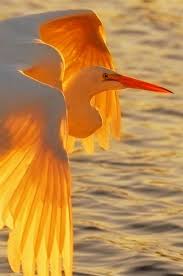 Name Birds That Start With F Bird Gif Birds Sketch Cinderellasbirds Toucan Birds Grosbeak Birds Grackles Birds Audobon Birds Birds Birds Feeder Birds F Beautiful Birds Birds Pet Birds