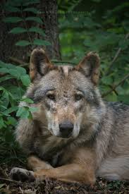 Pin By Yvonne Ruiz On Lobos Wolf World Mammals Animals Beautiful