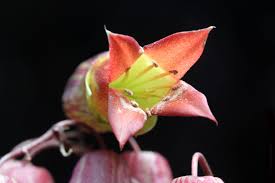 Image result for Kalanchoe latisepala