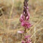 Image result for Indigofera schimperi