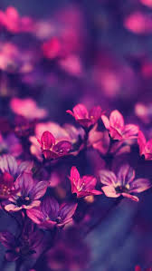 Purple Flowers Hd Ios7 Wallpaper For Iphone And Ipod Touch Purple Flowers Wallpaper Most Beautiful Flowers Flowers Nature
