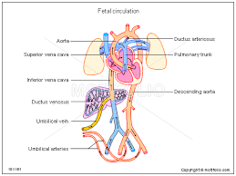 fetal circulation ppt powerpoint drawing diagrams