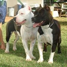 Black And Brown Pitbull Brown And White Pitbulls Pitbull Dog Dog Lovers Pitbulls