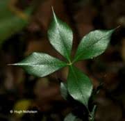 Image result for Alyxia ruscifolia