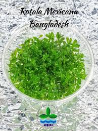 Image result for Rotala mexicana