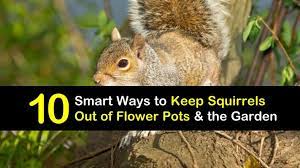 Squirrels have an acute sense of smell and will stay away from the scent of predators. 10 Smart Ways To Keep Squirrels Out Of Flower Pots The Garden