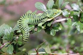Looks Lika A Mini Drake Eidechse Reptilien Und Amphibien Schlangen