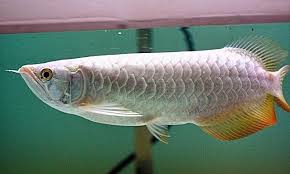 We have red arowana for sale with a different type delivery with banjar red arowana is very swift especially to customers around europe. Arwana Banjar Fish Steemit