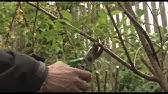 There are so many things you can do with the selection of trees and hedges at homebase. How To Prune An Apple Tree Garden Goals Homebase Youtube