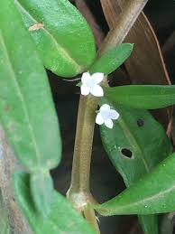 Image result for Oldenlandia cana