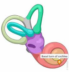 Image result for Cochlea