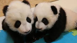 Every player want to become pro in garena free fire but without a stylish pet name, you are not completly pro. Toronto Zoo Launches Vote To Name Panda Cubs Ctv News
