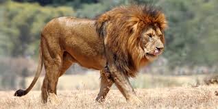 Image result for african wild life