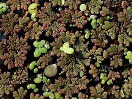 Image result for Azolla