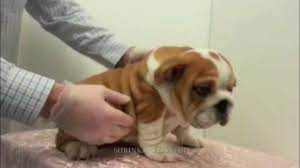 Picking Up Your English Bulldog Puppy Correctly Bulldog Care Bulldog Puppies English Bulldog Care English Bulldog
