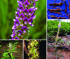 Image result for Uraria