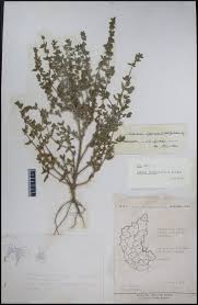 Image result for Vahlia digyna