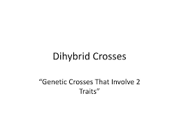 This time there are two sets of alleles for parents to pass on to their offspring. Ppt Dihybrid Crosses Powerpoint Presentation Free Download Id 1930740