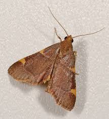 Image result for Danthoniopsis chimanimaniensis