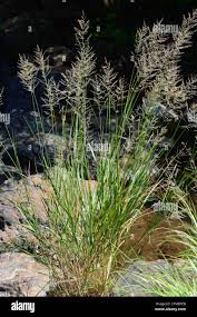 Image result for Arundinella