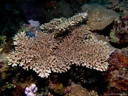 Image result for Acrotome hispida