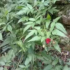 Image result for Rubus rosifolius