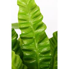 Image result for sleziník Asplenium