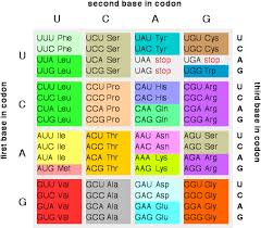 protein synthesis from mrna to protein