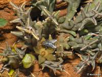 Image result for Orbea umbracula