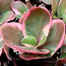 Image result for Kalanchoe blossfeldiana
