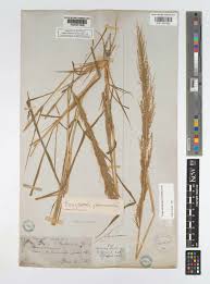 Image result for Eragrostis japonica