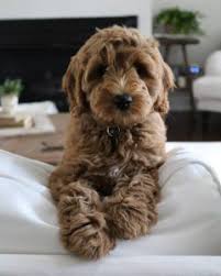 Labradoodle in dogs & puppies for rehoming in ontario. How Much Does A Labradoodle Cost 2021 We Love Doodles