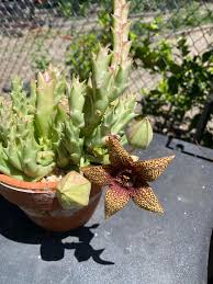 Image result for Orbea variegata
