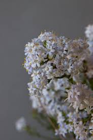 Image result for Selago cecilae